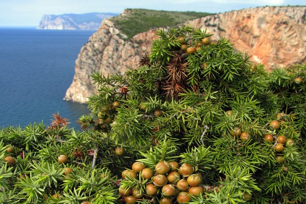 Ang mga Crimean juniper na nakapagpapagaling na katangian