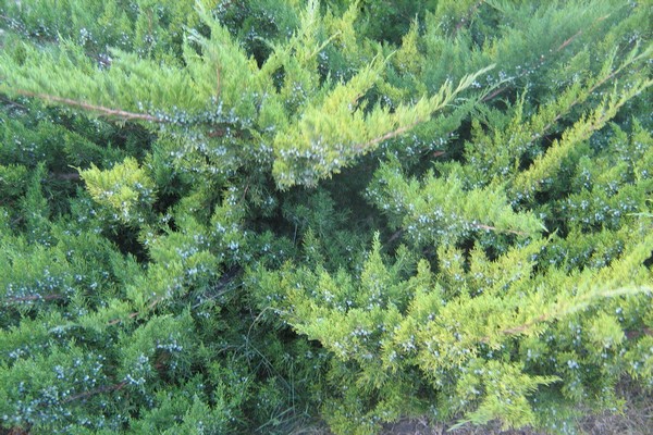 juniper Crimean nakapagpapagaling