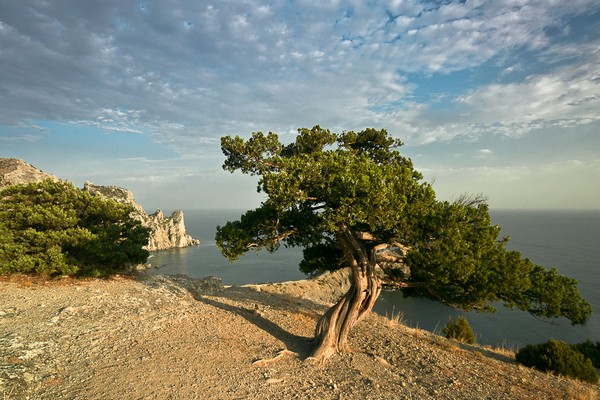 mga katangian ng Crimean juniper