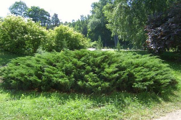 Crimean juniper litrato