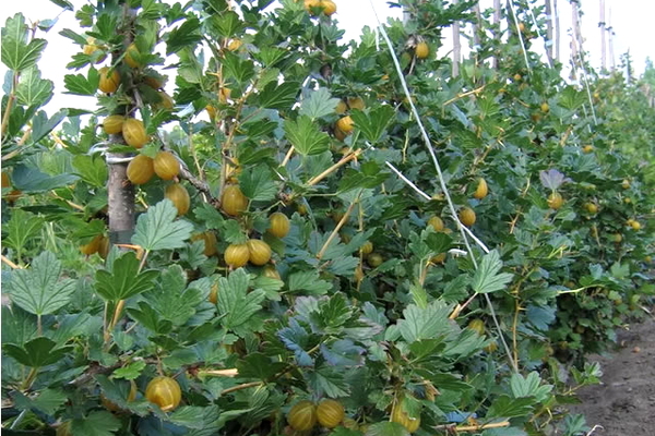 gooseberry kuršu dzintars