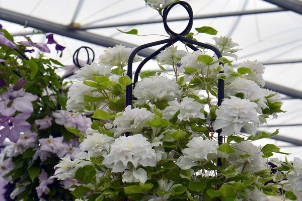 clematis maria sklodowska curie