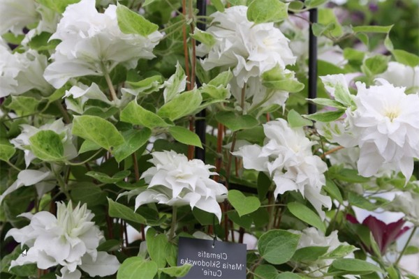 clematis maria sklodowska curie