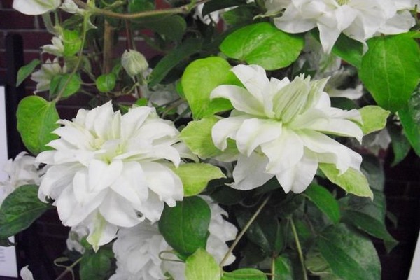 Clematis Maria Sklodowska Curie