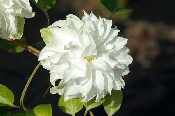 clematis maria sklodowska curie