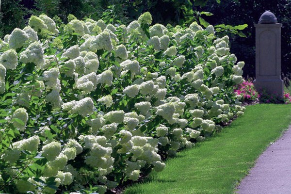 hydrangea panicle limelight