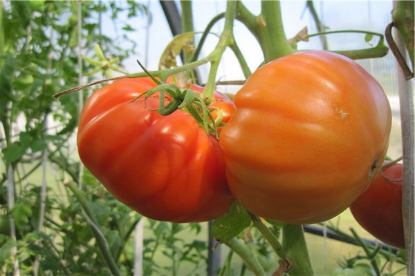 description de la patte d'ours tomate