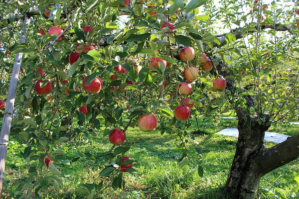 apple tree legend