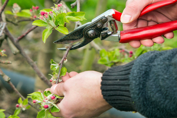 summer pruning of apple trees