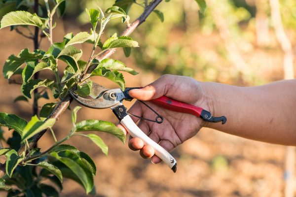 summer apple tree trimming video