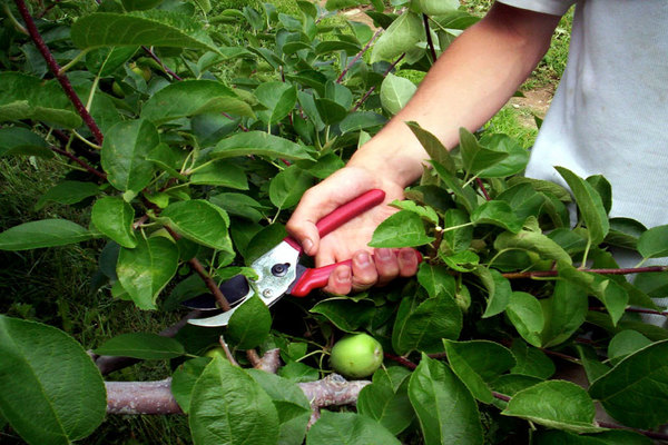 pruning ng tag-init ng mga batang puno ng mansanas