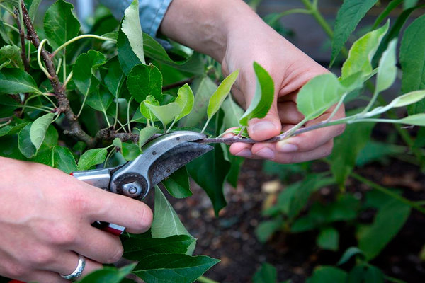 pruning ng tag-init ng mga lumang puno ng mansanas