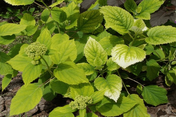 leaves turn yellow + at panicle hydrangea