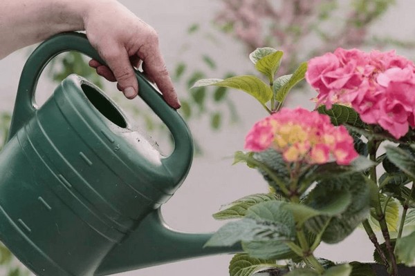 + hydrangea leaves turn yellow + what to do