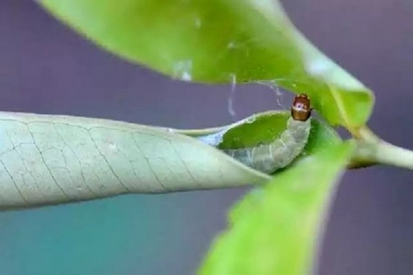 kämpfen + mit einer Blattrolle + an einem Apfelbaum