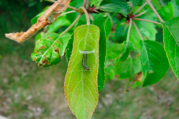 + how to process apple trees + from a leaf roller