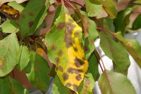 Apple leaves turn yellow in summer