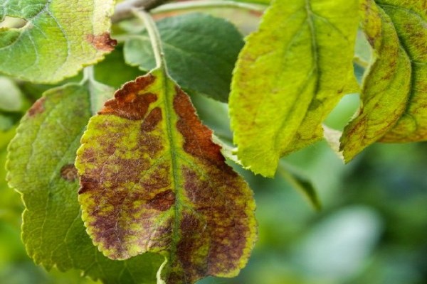 the leaves of the apple tree turn yellow + and fall off