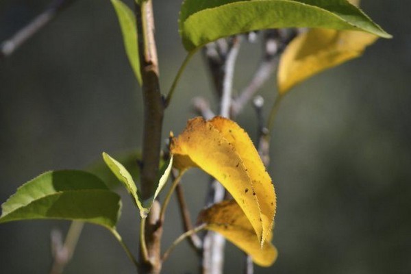 the leaves of the apple tree turn yellow + and fall off