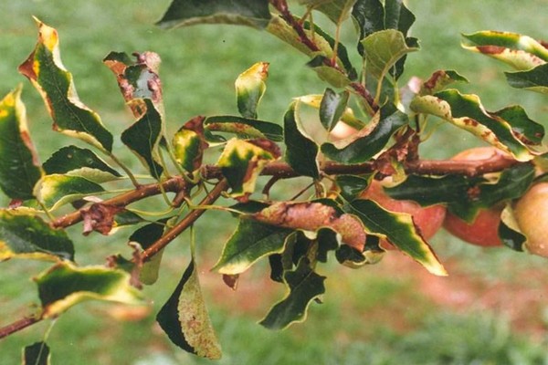 Blätter werden gelb + am Apfelbaum + was tun