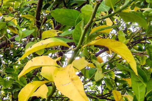 warum werden die blätter gelb + beim apfelbaum