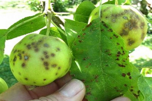 apple leaves turn yellow + in July