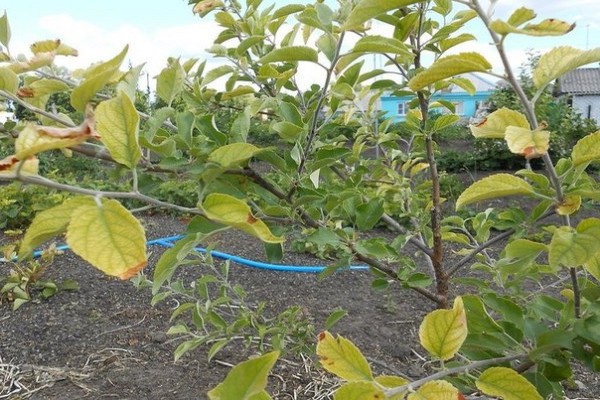 Apple leaves turn yellow + in June