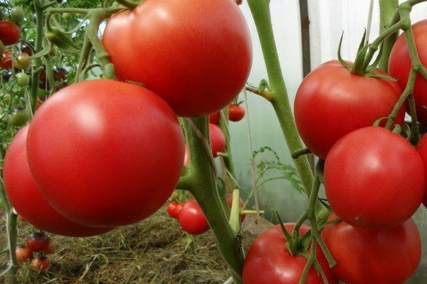 Tomaten lieben Eigenschaft