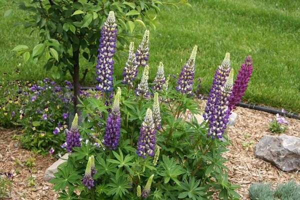 Lupine als Siderat