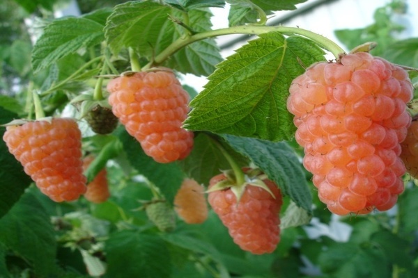 orange milagro paglalarawan raspberry