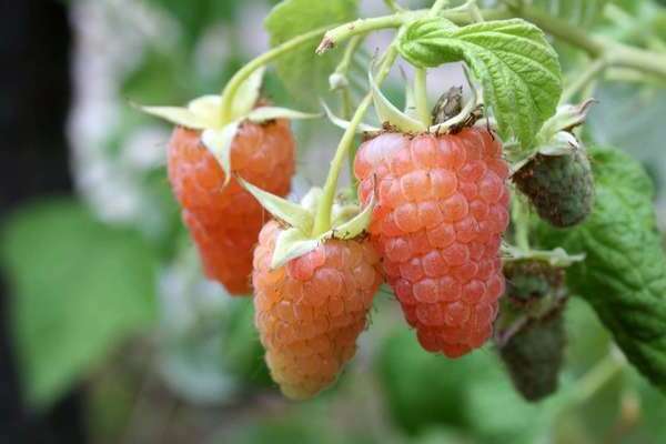 raspberry variety orange milagro