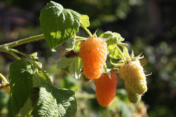 paglalarawan ng raspberry orange milagro