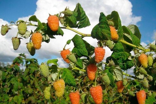 mga pagsusuri sa raspberry orange himala