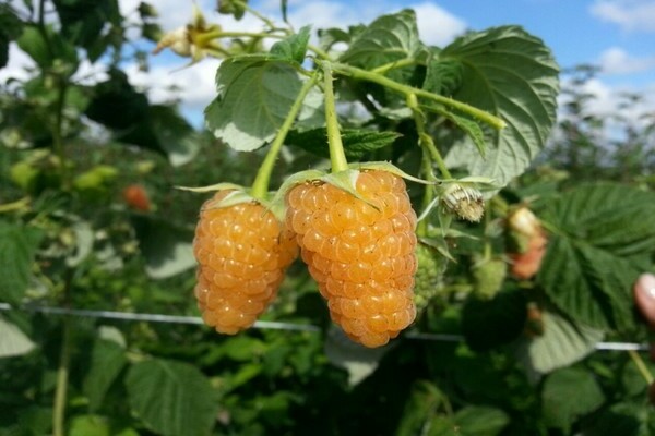 litrato ng paglalarawan ng raspberry orange himala