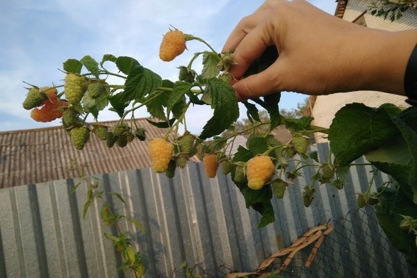 raspberry orange na larawan ng himala