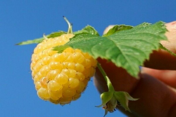 Description de la variété géante jaune framboise