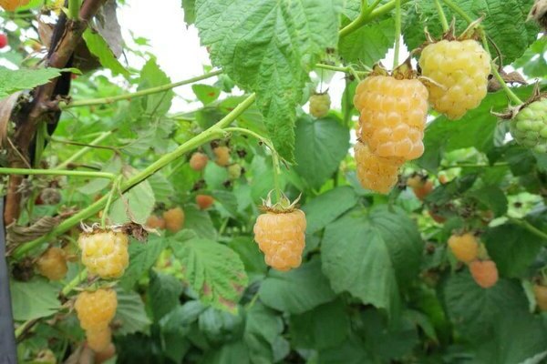 raspberry dilaw higanteng mga pagsusuri