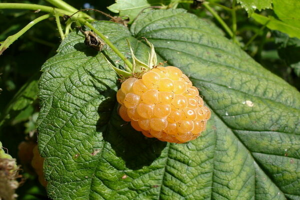 photo de description géante jaune framboise