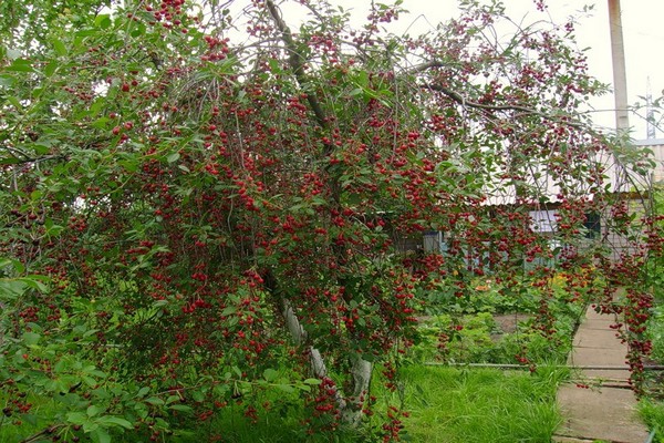 cherry baby photo