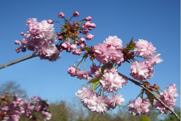 cherry variety baby