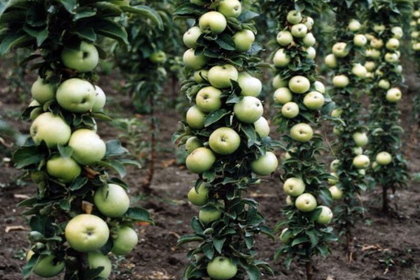 apple tree baby photo