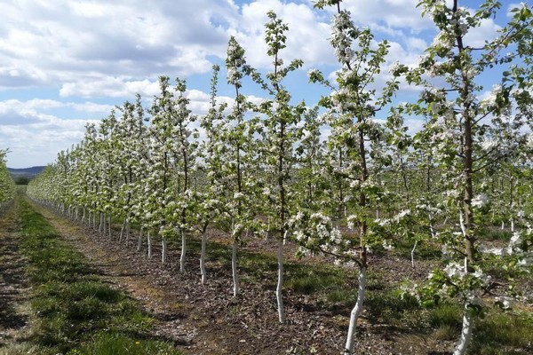 apple tree columnar description