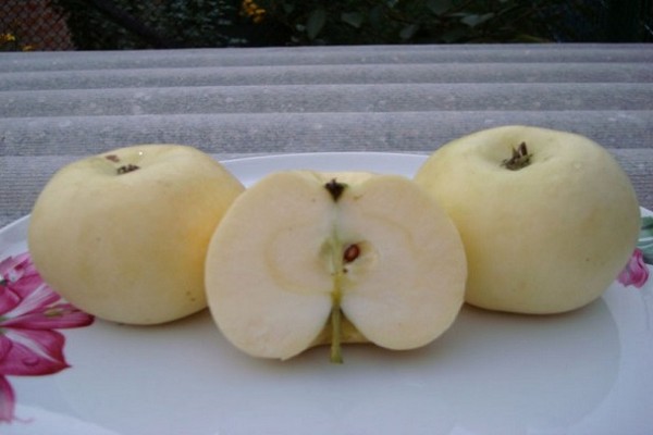 apple tree honey description photo