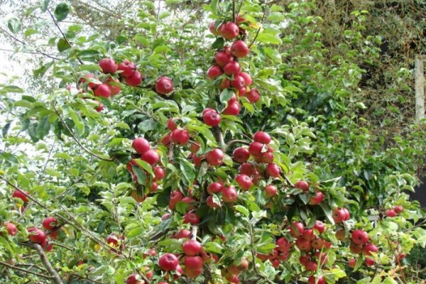 Apfelbaumhonig Bewertungen