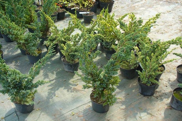 larawan ng juniper meieri