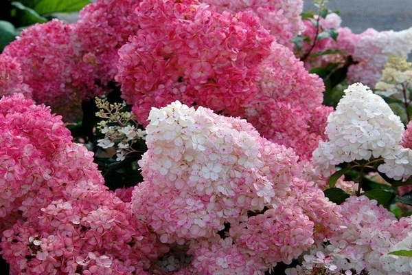 pruning hydrangea