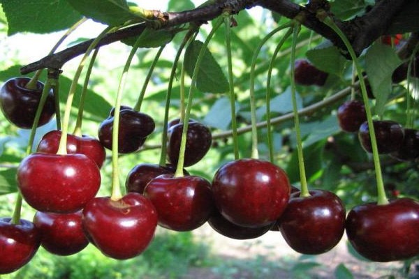 pagsusuri ng cherry kabataan