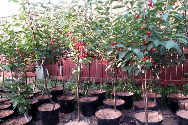 cherry variety youth