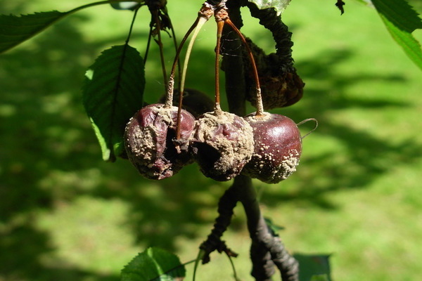 how to process cherries