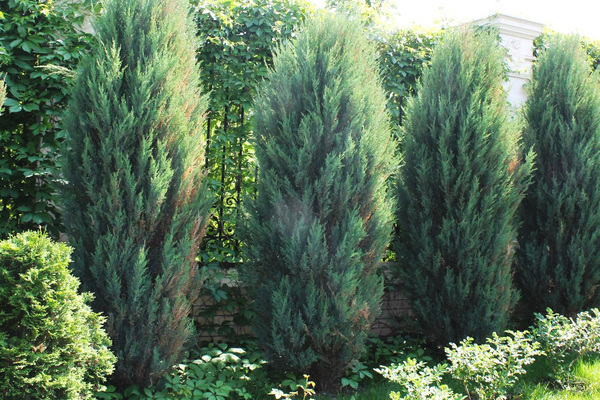 rocky juniper description